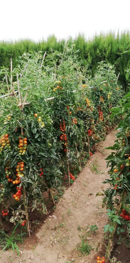 Somnis De L´empordà Alojamento de Acomodação e Pequeno-almoço