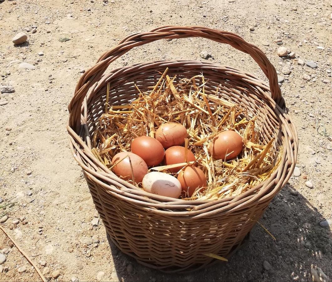 Frühstückspension Somnis De L'emporda Vilacolum